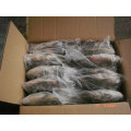 Quality Frozen Black Tilapia Fish WR Tilapia Sale